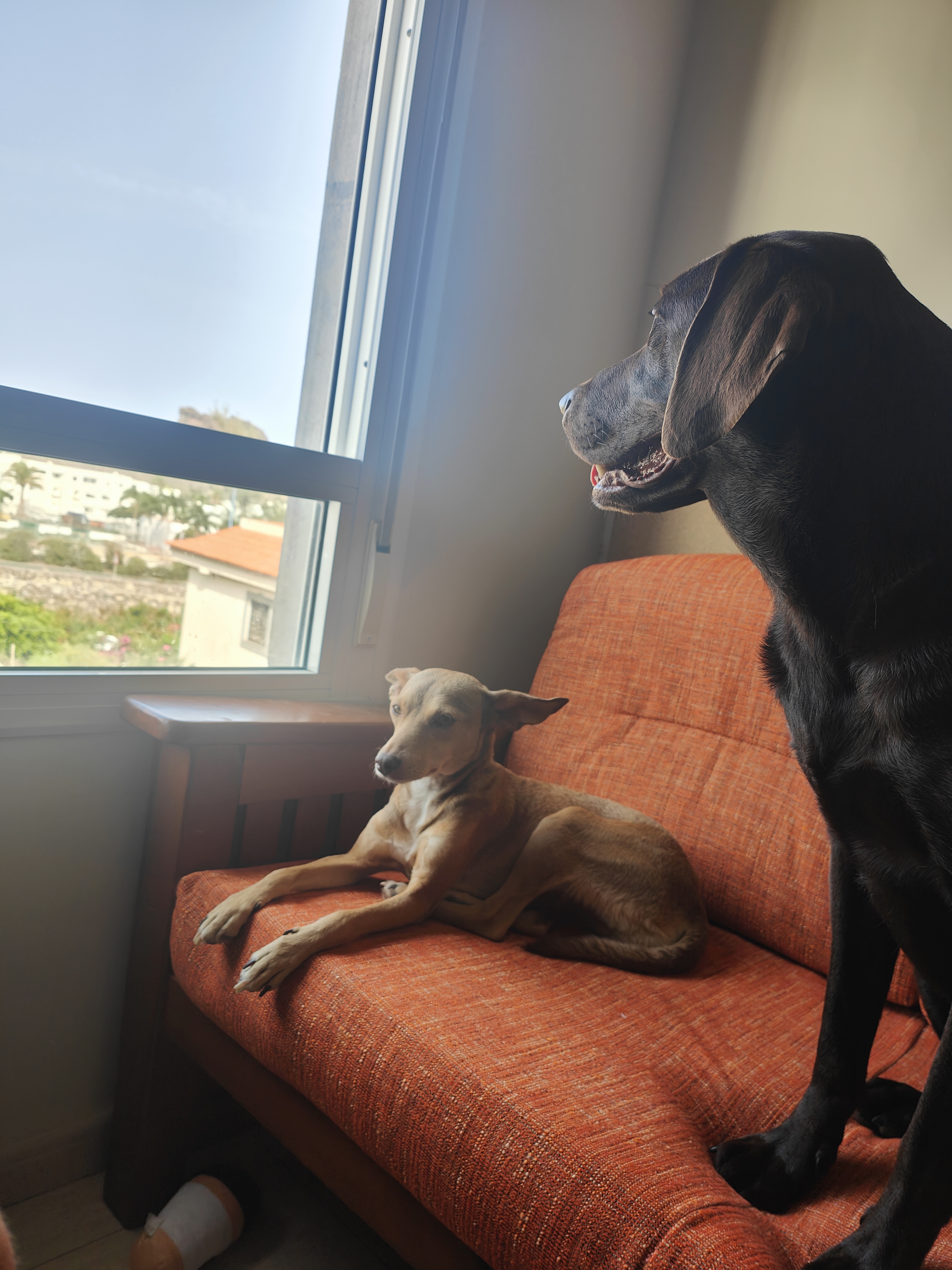 Mascota en guardería en casa